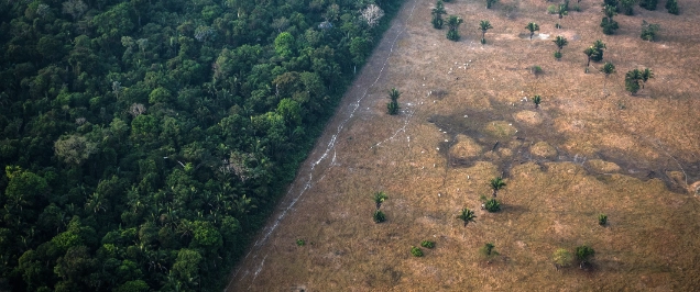 The European Commission's proposal on deforestation and forest degradation